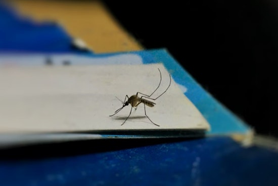 Mosquito Traps Test Positive for West Nile Virus in Metro Atlanta, Prompting Public Health Warnings in DeKalb and Fulton Counties