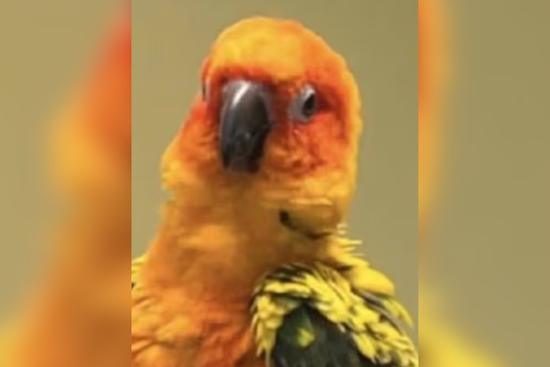 Mount Dora Community and Police Seek Information on Suspected Theft of Treasured Local Pet Parrot, Papaya
