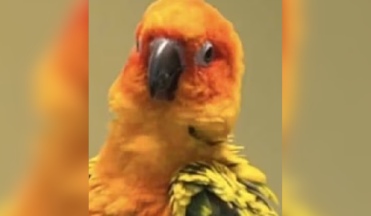 Mount Dora Community and Police Seek Information on Suspected Theft of Treasured Local Pet Parrot, Papaya