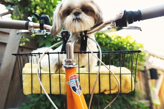 Muskegon Bikes and Brews for a Cause: Pedal for Paws Pub Crawl to Aid Local Animal Rescues