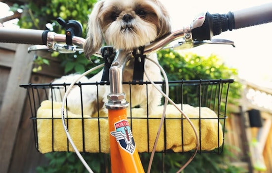 Muskegon Bikes and Brews for a Cause: Pedal for Paws Pub Crawl to Aid Local Animal Rescues