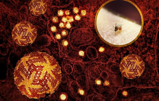 Nashville Reports First Case of West Nile Virus in 2025, Health Department Advises Vigilance