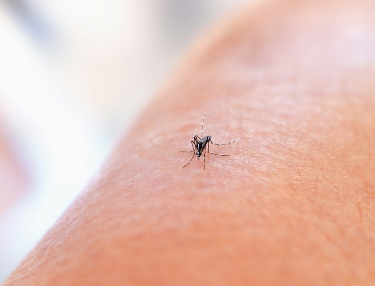 Hawaii Confirms 11th Travel-Related Dengue Case of 2025