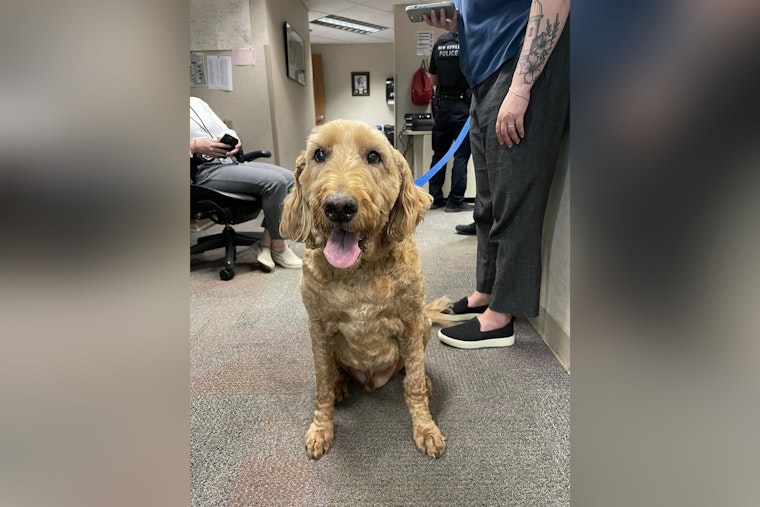New Berlin Police Seek Owner of Found Dog Near Sanctuary Apartments