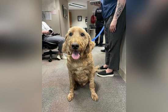New Berlin Police Seek Owner of Found Dog Near Sanctuary Apartments