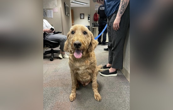 New Berlin Police Seek Owner of Found Dog Near Sanctuary Apartments