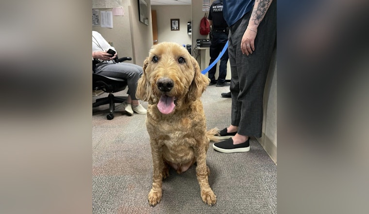 New Berlin Police Seek Owner of Found Dog Near Sanctuary Apartments