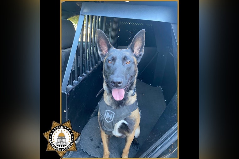 New K9 Unit Falco Tracks Down Armed Robbery Suspect in Sacramento County