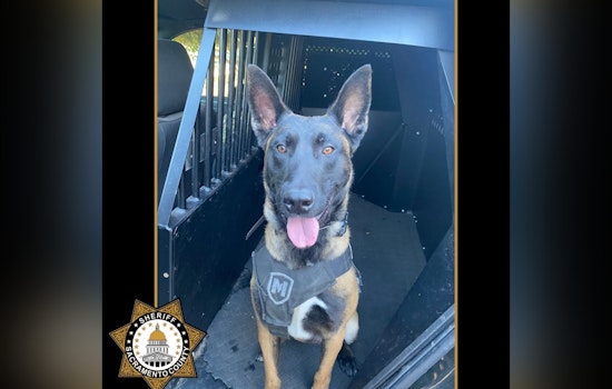 New K9 Unit Falco Tracks Down Armed Robbery Suspect in Sacramento County