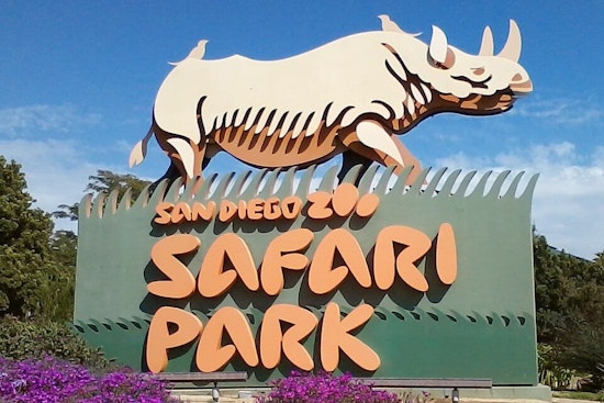 New Silverback Leader Paul Donn Takes Reign at San Diego Zoo Safari Park's Gorilla Forest