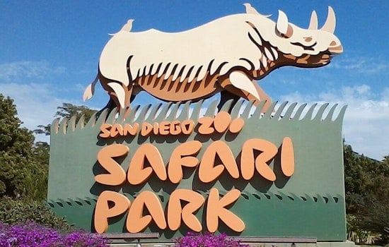 New Silverback Leader Paul Donn Takes Reign at San Diego Zoo Safari Park's Gorilla Forest