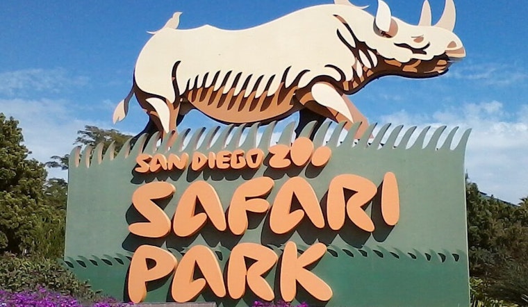 New Silverback Leader Paul Donn Takes Reign at San Diego Zoo Safari Park's Gorilla Forest