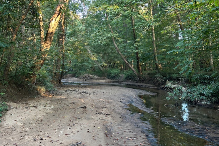 New Species of Fungus Discovered in Durham County's Preserved Forestland Spurs Biodiversity Research