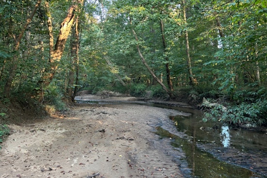 New Species of Fungus Discovered in Durham County's Preserved Forestland Spurs Biodiversity Research