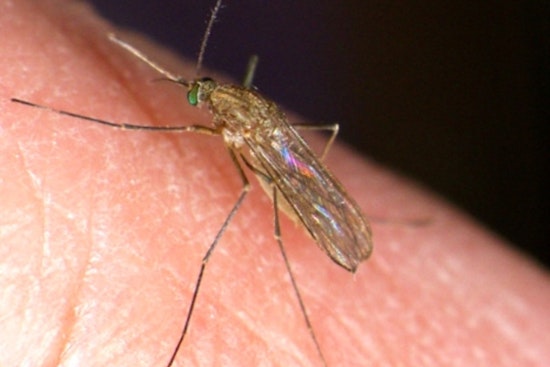 New York City Confirms First Human Cases of West Nile Virus in Queens Residents