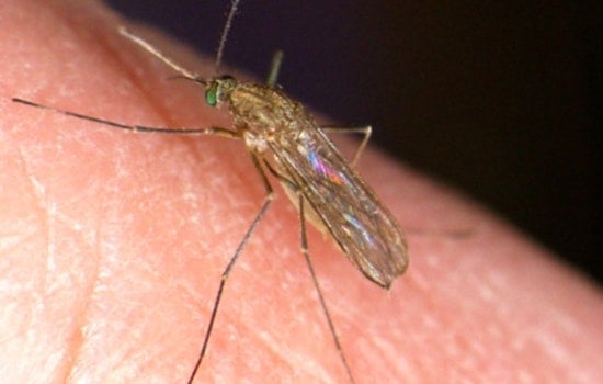 New York City Confirms First Human Cases of West Nile Virus in Queens Residents
