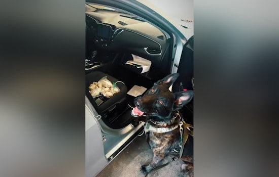 NLVPD K9 Officer Bolt Seizes Over 500 Grams of Illicit Drugs and $26K in Cash in Major Drug Operation