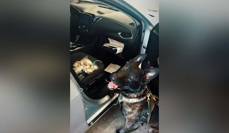 NLVPD K9 Officer Bolt Seizes Over 500 Grams of Illicit Drugs and $26K in Cash in Major Drug Operation