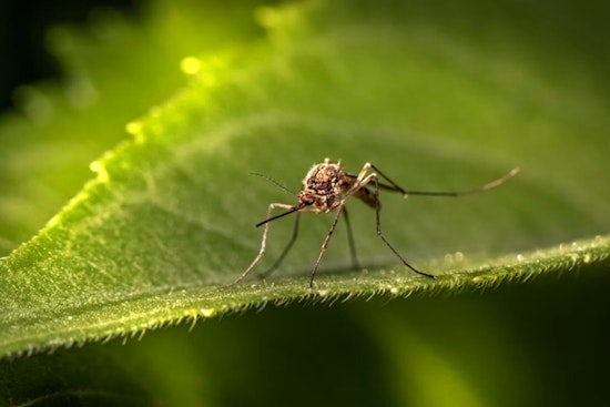 Oʻahu Confronts 12th Dengue Case of the Year as Hawai‘i Health Officials Ramp Up Mosquito Control Efforts