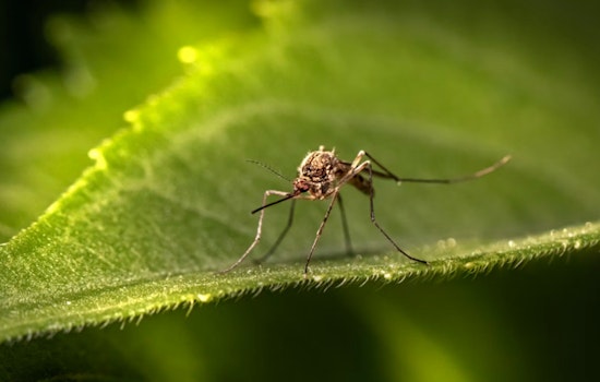 Oʻahu Confronts 12th Dengue Case of the Year as Hawai‘i Health Officials Ramp Up Mosquito Control Efforts
