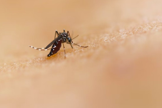 Oʻahu Reports Eleventh Travel-Related Dengue Case of 2025 as Hawai‘i DOH Intensifies Mosquito Control Efforts