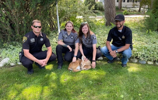 Oakland County Search & Rescue Team Swiftly Saves Fawn from Perilous Plight in Orion Township Lake