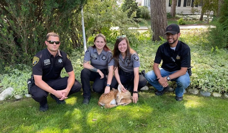 Oakland County Search & Rescue Team Swiftly Saves Fawn from Perilous Plight in Orion Township Lake