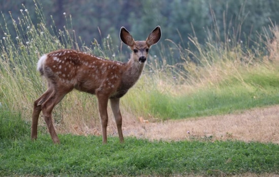 Ohio Department of Natural Resources Announces Special Deer Hunts to Control Populations in 22 Counties