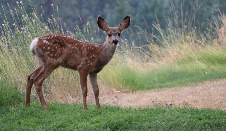 Ohio Department of Natural Resources Announces Special Deer Hunts to Control Populations in 22 Counties