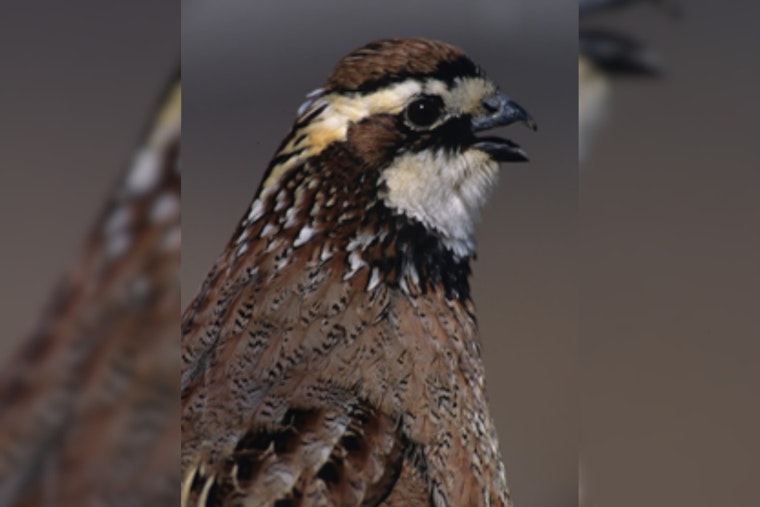 Ohio Offers Conservation Grants to Boost Grassland Habitats and Northern Bobwhite Quail Populations
