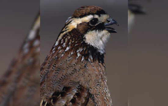 Ohio Offers Conservation Grants to Boost Grassland Habitats and Northern Bobwhite Quail Populations