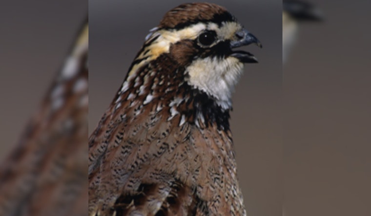 Ohio Offers Conservation Grants to Boost Grassland Habitats and Northern Bobwhite Quail Populations