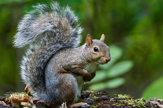 Ohio Welcomes Fall with Open Hunting Seasons for Squirrel, Dove, and Waterfowl Starting September 1