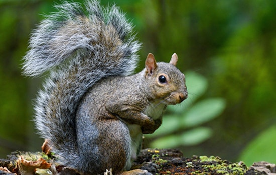 Ohio Welcomes Fall with Open Hunting Seasons for Squirrel, Dove, and Waterfowl Starting September 1