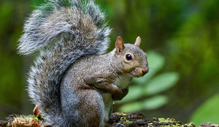 Ohio Welcomes Fall with Open Hunting Seasons for Squirrel, Dove, and Waterfowl Starting September 1