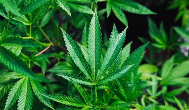 Oklahoma's Fight Against Illicit Marijuana Cultivation Yields Results, Governor Stitt Applauds OMMA and OBN Efforts