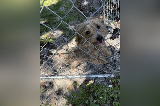 Orange Park Police Seek Help to Locate Owners of Dog Found with Severe Mange