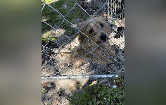 Orange Park Police Seek Help to Locate Owners of Dog Found with Severe Mange