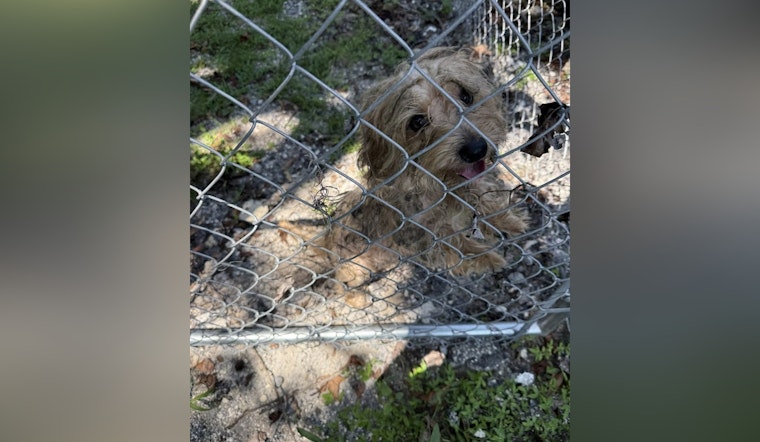 Orange Park Police Seek Help to Locate Owners of Dog Found with Severe Mange