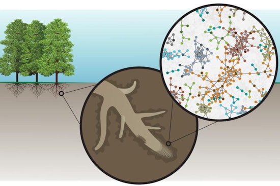 ORNL Scientists Uncover New Insights on Plant-Soil Interactions, Potentially Enhancing Crop Resilience and Energy Security