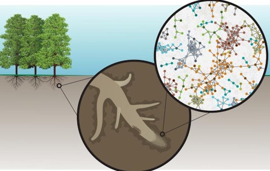 ORNL Scientists Uncover New Insights on Plant-Soil Interactions, Potentially Enhancing Crop Resilience and Energy Security
