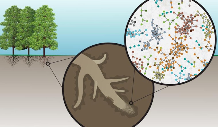 ORNL Scientists Uncover New Insights on Plant-Soil Interactions, Potentially Enhancing Crop Resilience and Energy Security