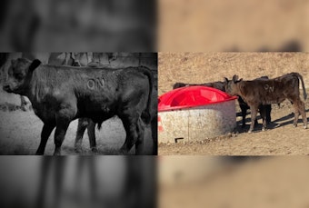 Osage Nation Ranch Grapples with Cattle Theft and Deaths, Community Rallies for Information