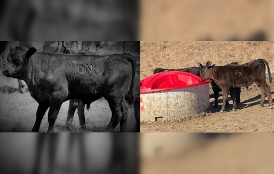 Osage Nation Ranch Grapples with Cattle Theft and Deaths, Community Rallies for Information
