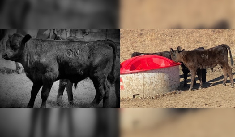 Osage Nation Ranch Grapples with Cattle Theft and Deaths, Community Rallies for Information