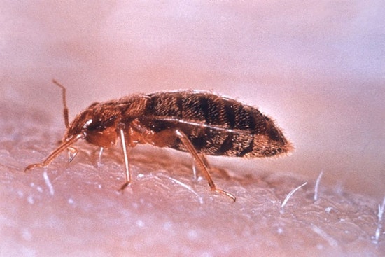OSU Researchers Warn of Bed Bug Risk in Summer Travels, Seek Sustainable Solutions in Ohio