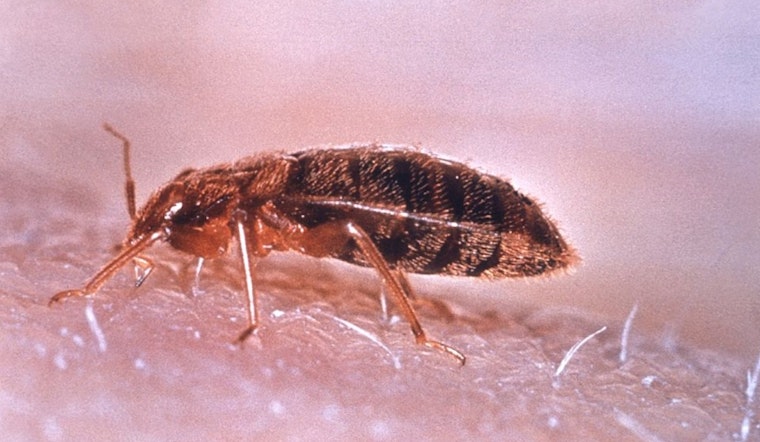 OSU Researchers Warn of Bed Bug Risk in Summer Travels, Seek Sustainable Solutions in Ohio