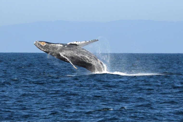 Over 150 Humpback Whales Enthrall Visitors Along Sonoma Coast as Annual Migration Commences