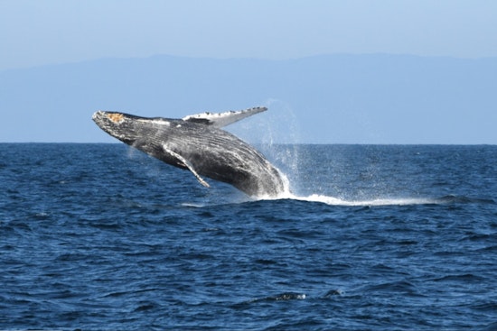 Over 150 Humpback Whales Enthrall Visitors Along Sonoma Coast as Annual Migration Commences