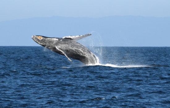 Over 150 Humpback Whales Enthrall Visitors Along Sonoma Coast as Annual Migration Commences